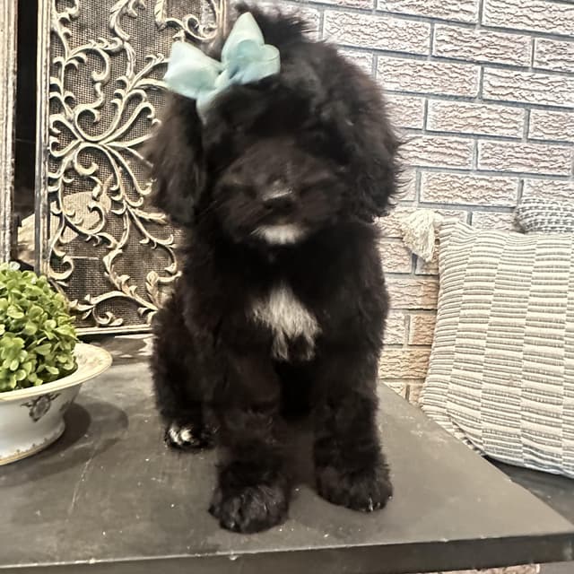 Baby Britt media 2