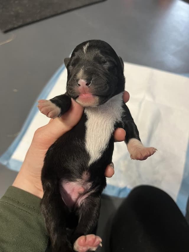 BookTok Fantasy Litter - Pax - Located in Florida media 6