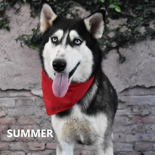 Summer media 2