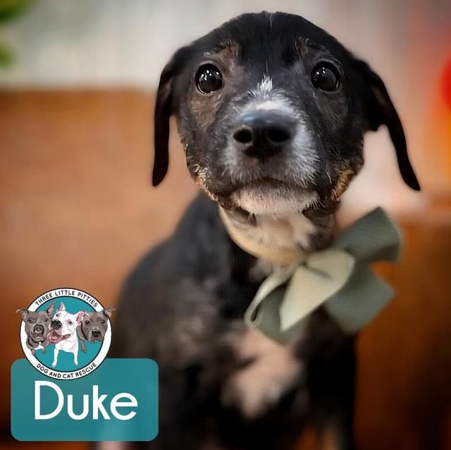 Duke Honeybunch media 2