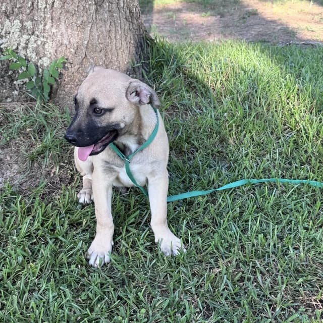 Vito (adoption fee 100.00) media 2