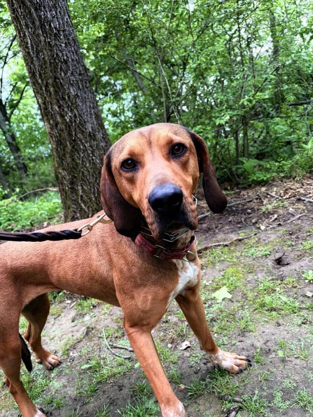 Annie Oakley - Longest Canine Resident media 3