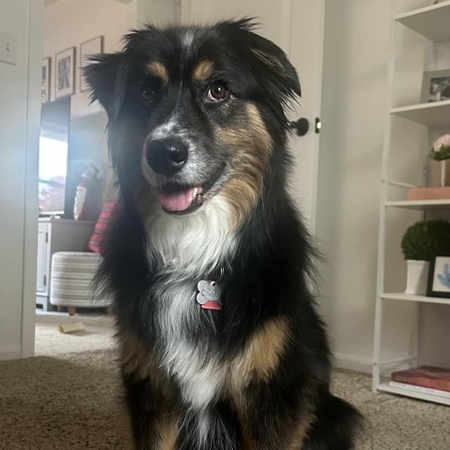 Callie Belle media 2