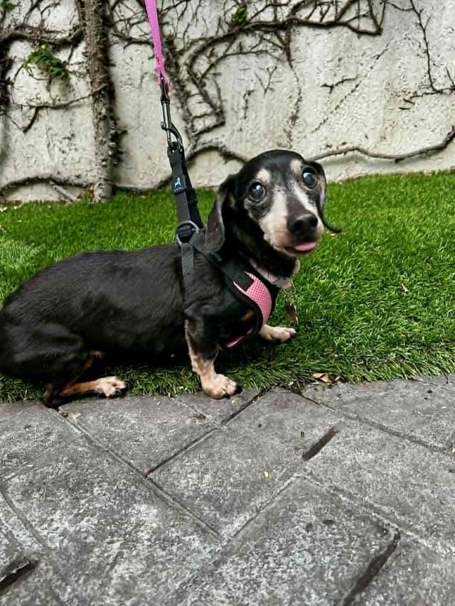 Minnie (being fostered in Miami, FL) media 2