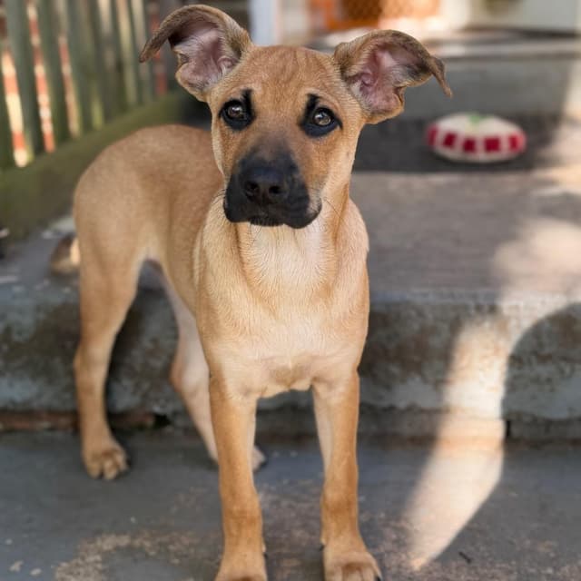 Daisy's Pack Pup: Rose media 5
