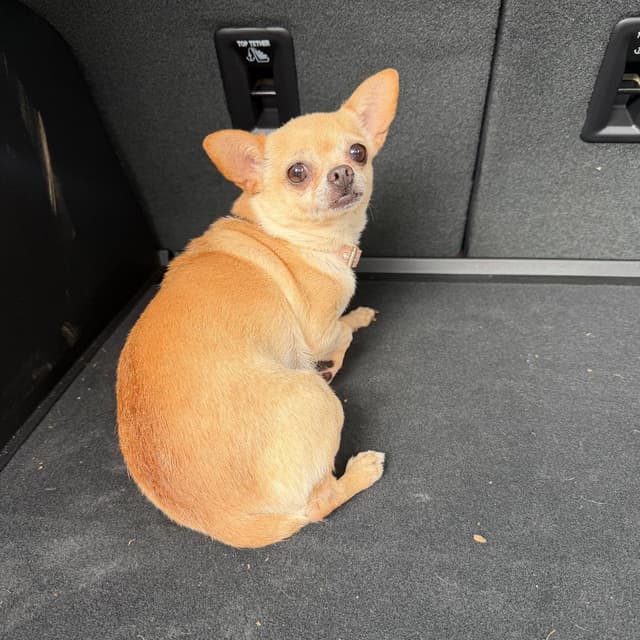 06/22/2026-Stray-VeteransParkway/DoubleChurchesRoad media 3