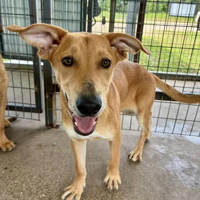 Madelyn - 100 adoption fee media 3