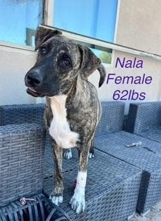 Nala media 3