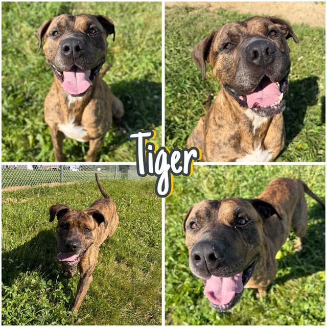Tiger media 6