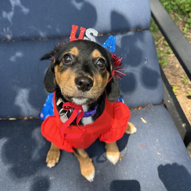 Lucy Van Pelt media 4