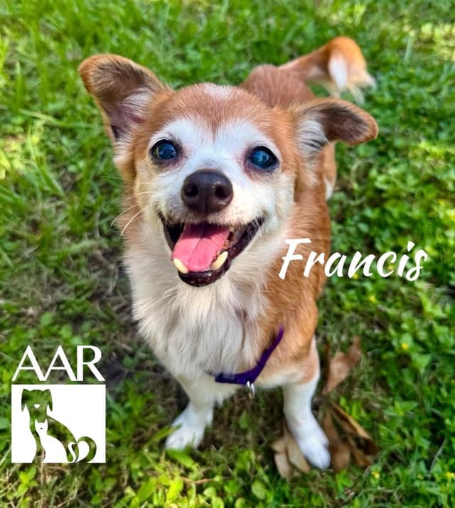 Francis` media 4