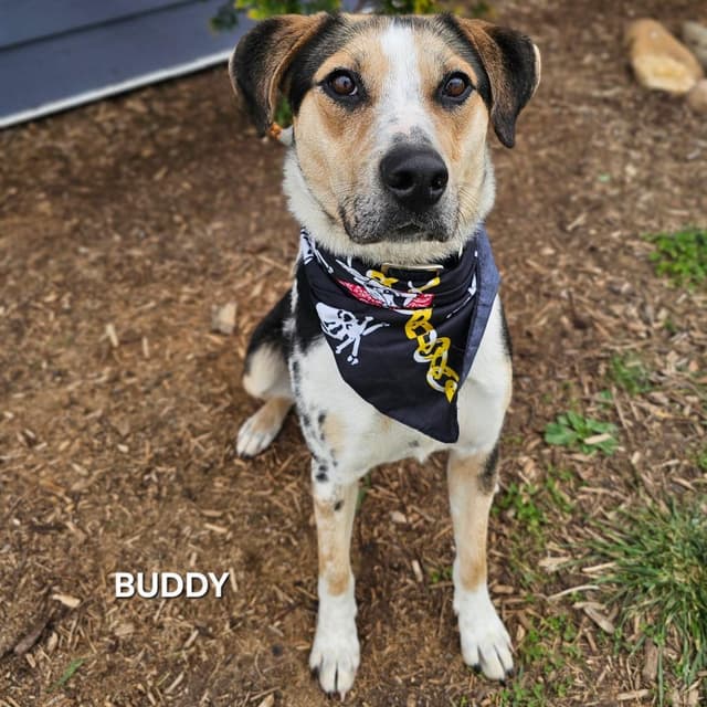 Buddy media 2