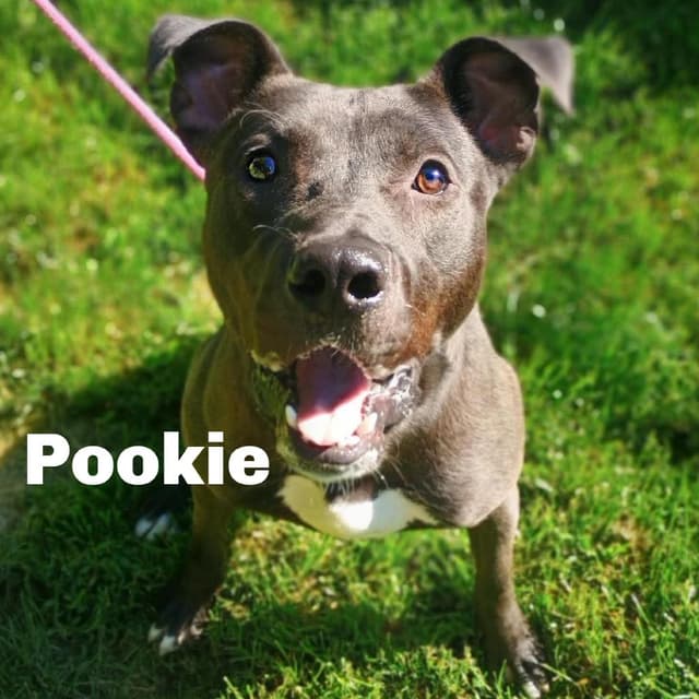 Pookie 260361 media 2