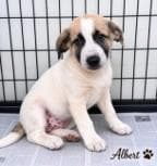 Albacore media 2