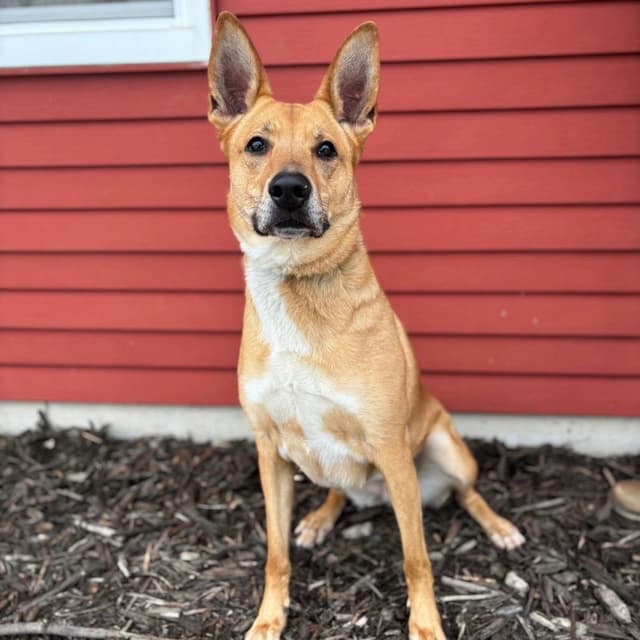 Toulouse***ADOPTION PENDING*** media 4
