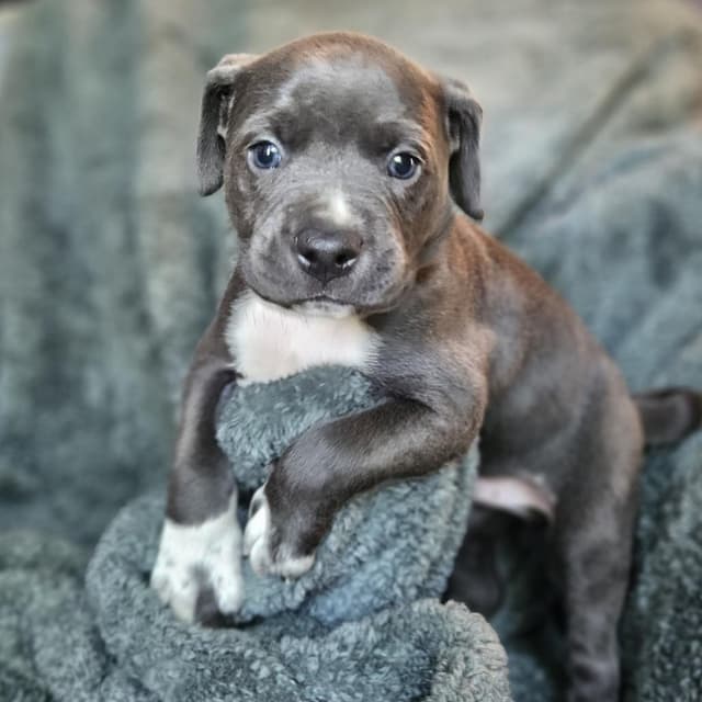 Goldieloxx Pup- Vinny media 4