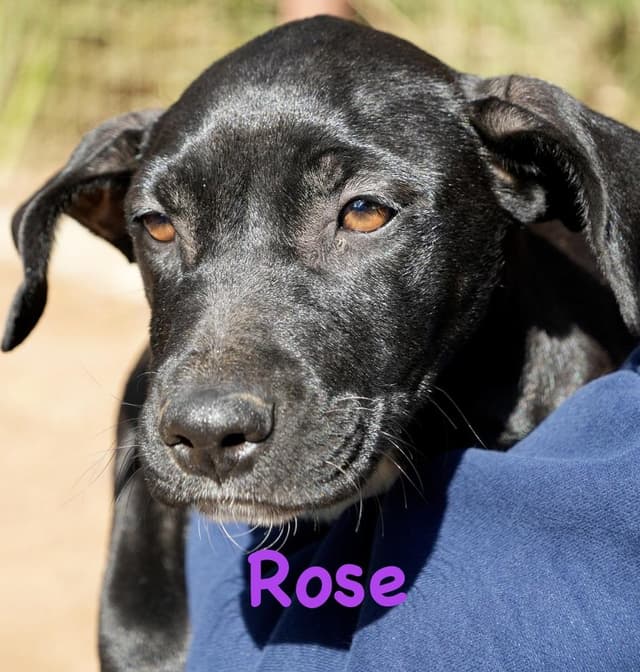 Rose media 3