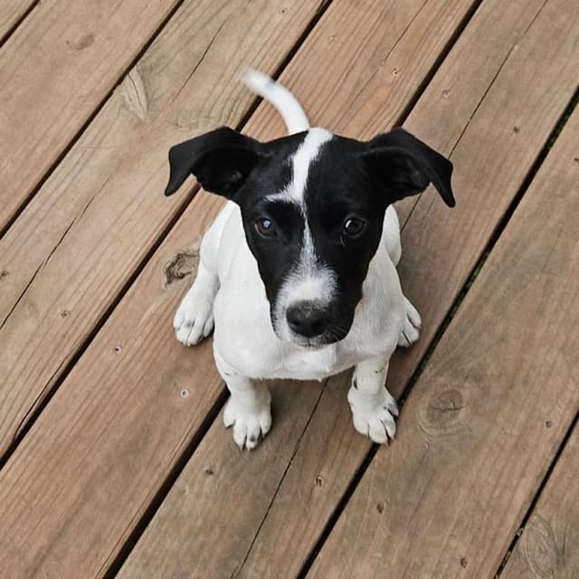 Phoebe media 2