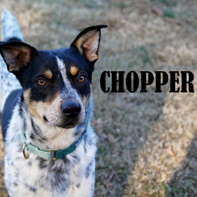 Chopper media 3
