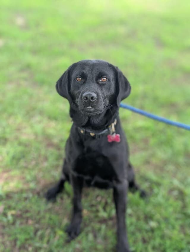 Dolly (blk lab) media 5
