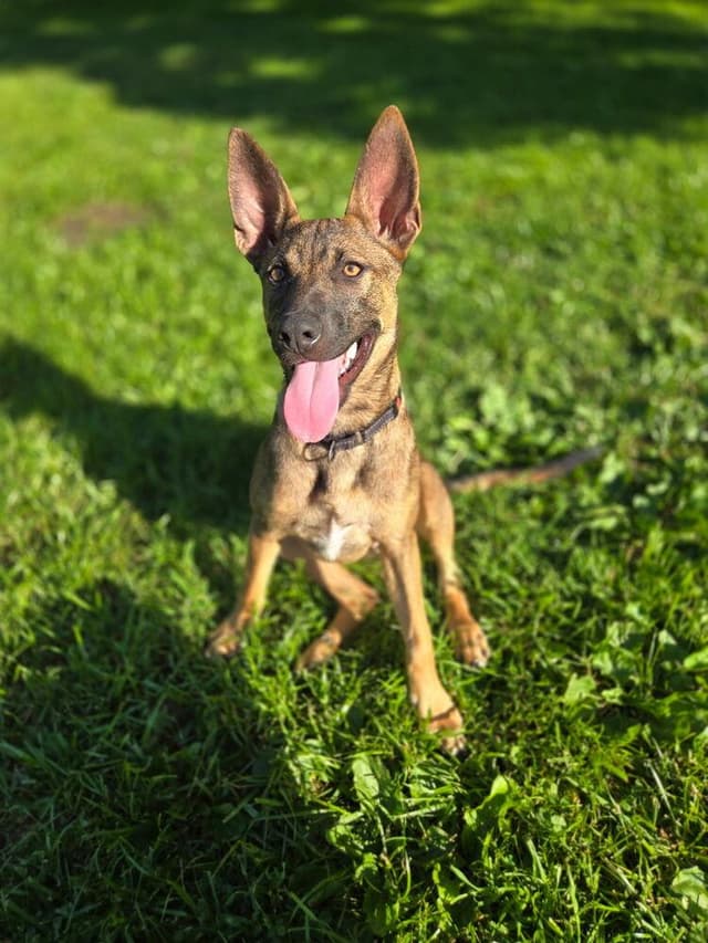 Josie FKA Rosie - Located in NJ media 2