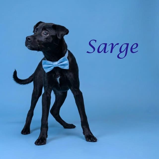 Sarge D26-125 media 5