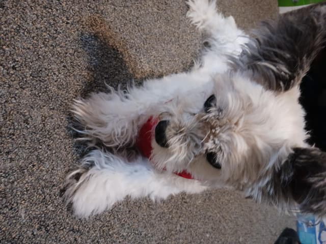 Gizmo media 2