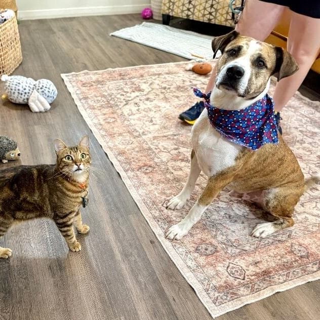 Tigger Tiggy The Best Boy Ever media 5