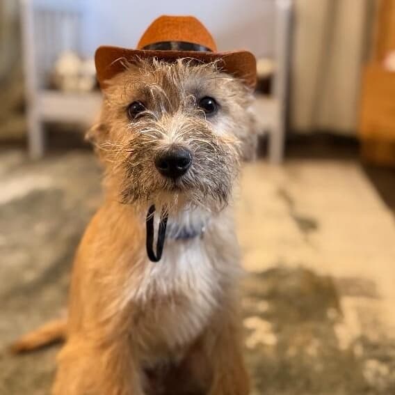 Miles the Most Precious Scruffy media 5