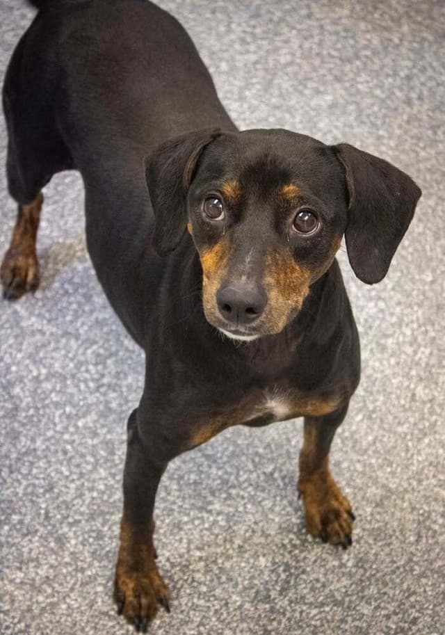 Piper (LOCALLY FOSTERED) media 2