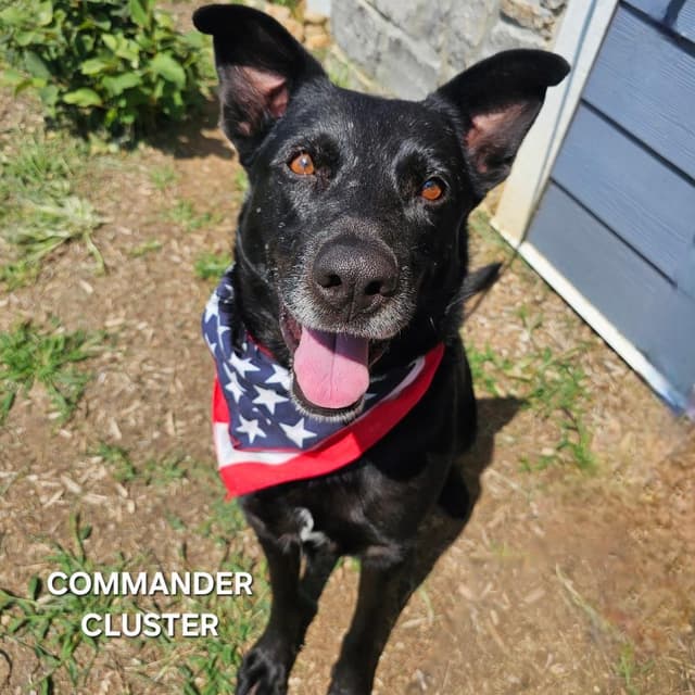 Commander Cluster media 2