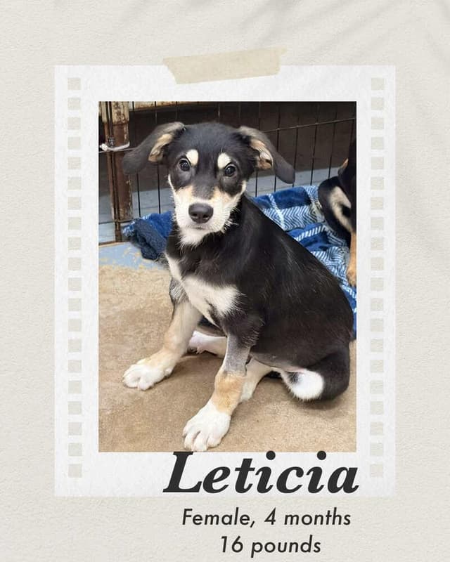 Leticia media 2