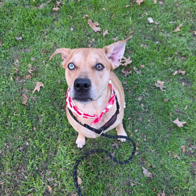 Holly (Sweet, Affectionate, Loyal, Playful) media 2