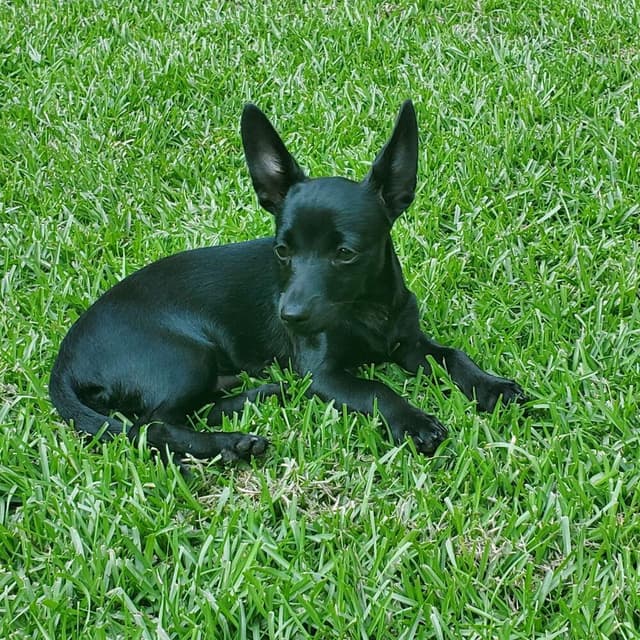 Peewee dachshund media 3