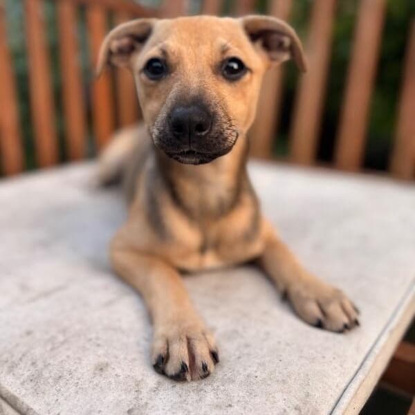 Stella Bella media 2