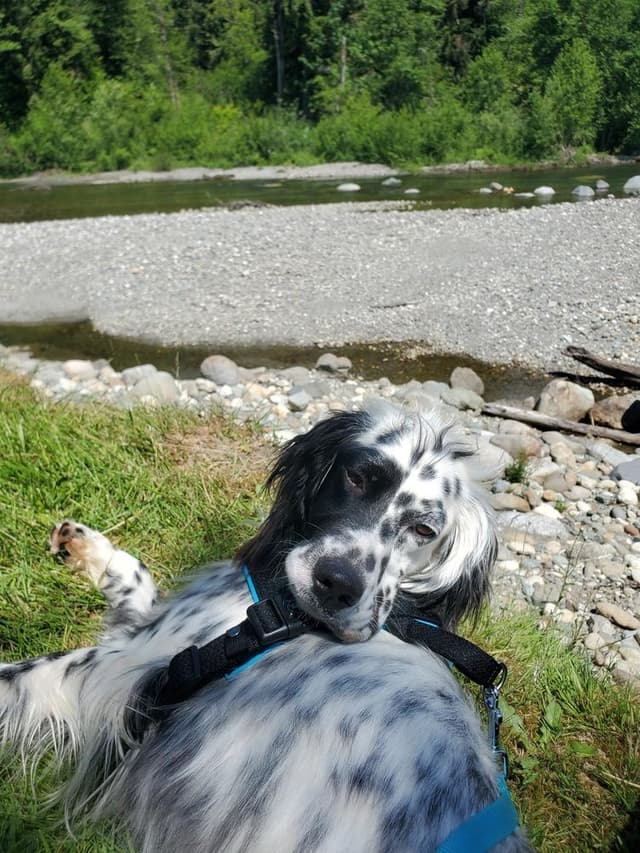 Available for Adoption - Dali (WA, USA) media 4