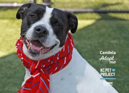 Candela media 3