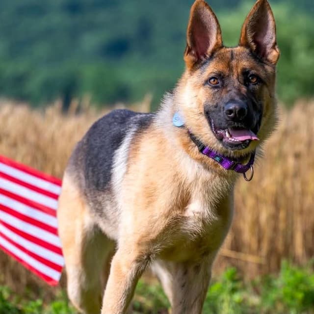 Sheba (26-241) media 2