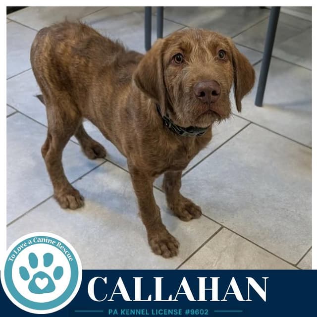 Callahan (The Copper Crew) 062026 media 2