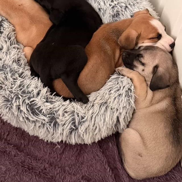 Daisy's Pack Pup: Wisteria media 6