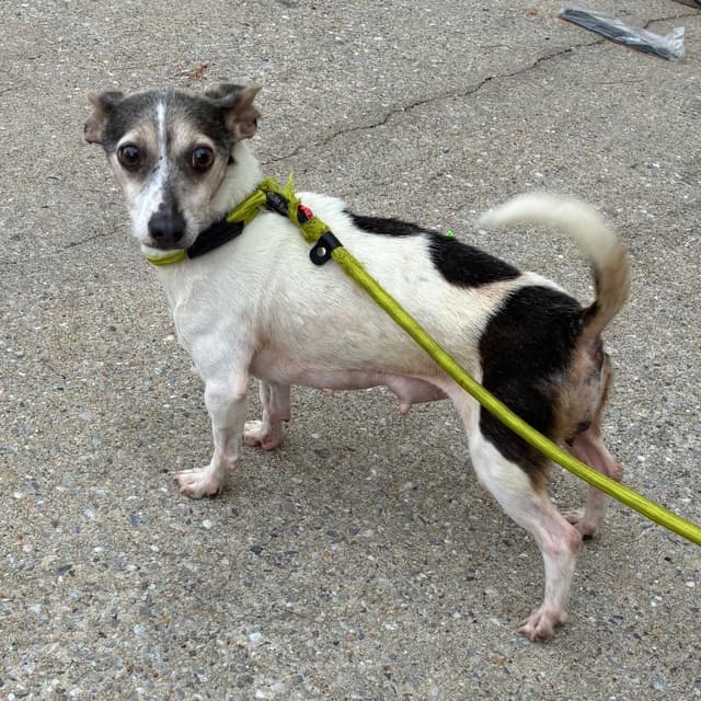 Madonna *Adoption Pending* media 2