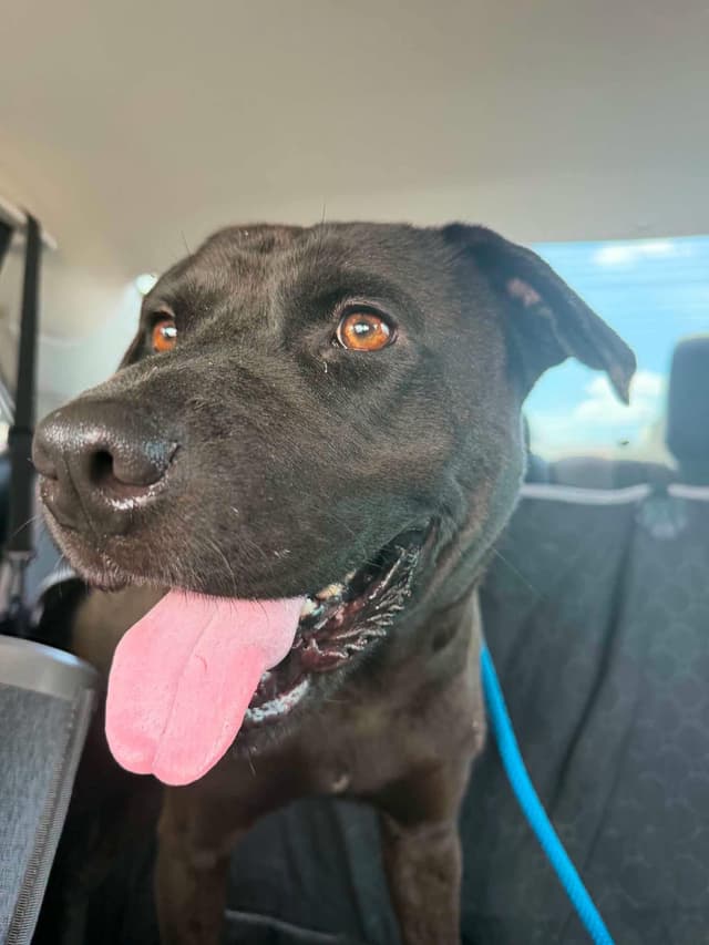 Gary- Beautiful Tripod Black Lab, best buddy material media 5