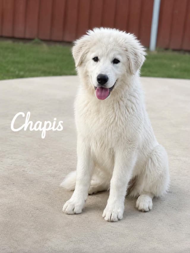 Chapis media 2