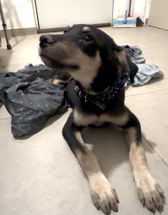 Duke (6) media 2