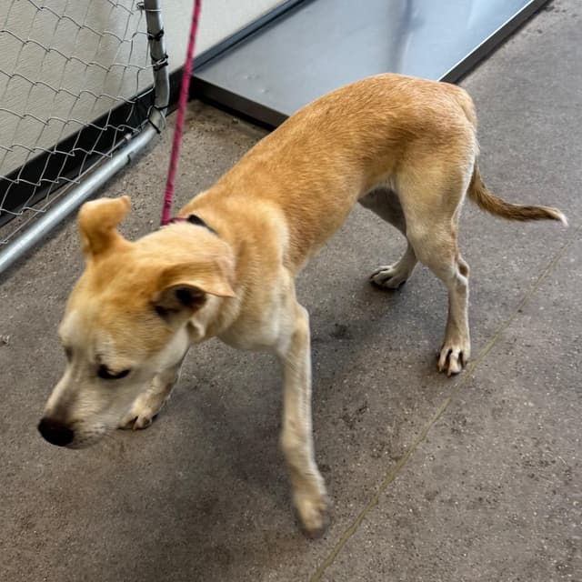 Homer media 2