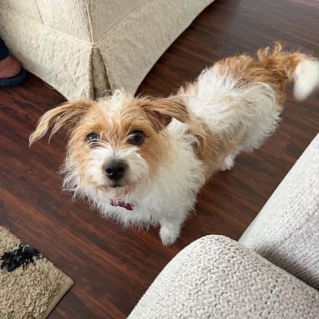 DAISY IS 13 POUNDS will be at Hollywood Feed on Preston 7/4 1030-1230 media 2