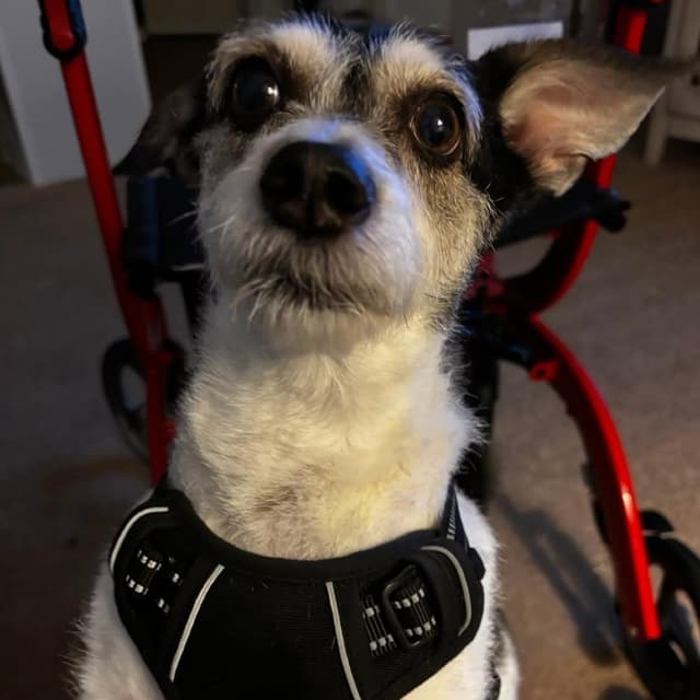 Buddy media 2