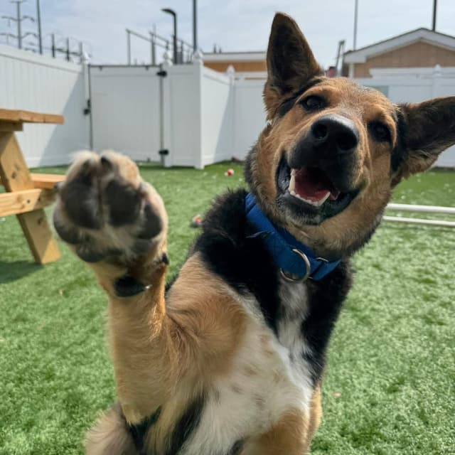Flynn - Adoption Pending media 6