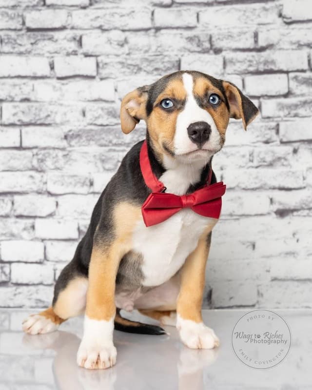 Stevie - Adopted - look at Tucker media 5