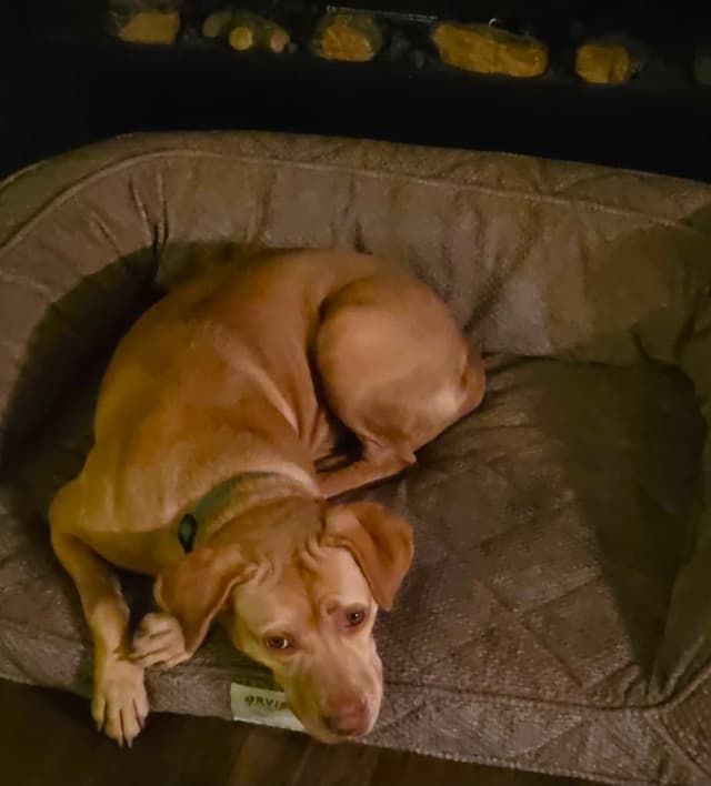 Dolly (Mama Dog) media 2